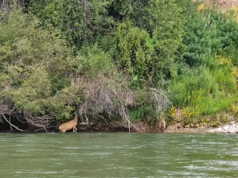 Single person in red or orange kayak and white water rapids in Snake River.