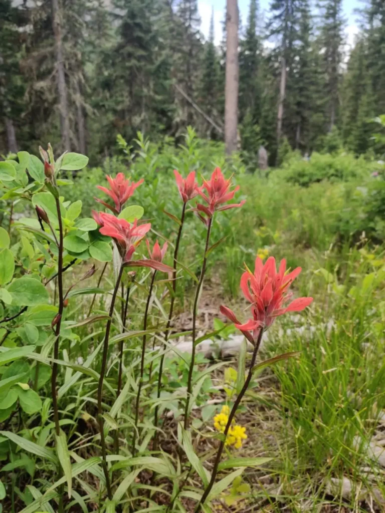 Red wildflowers in foreground and green meadow with tall grass in Grand Teton National Park.