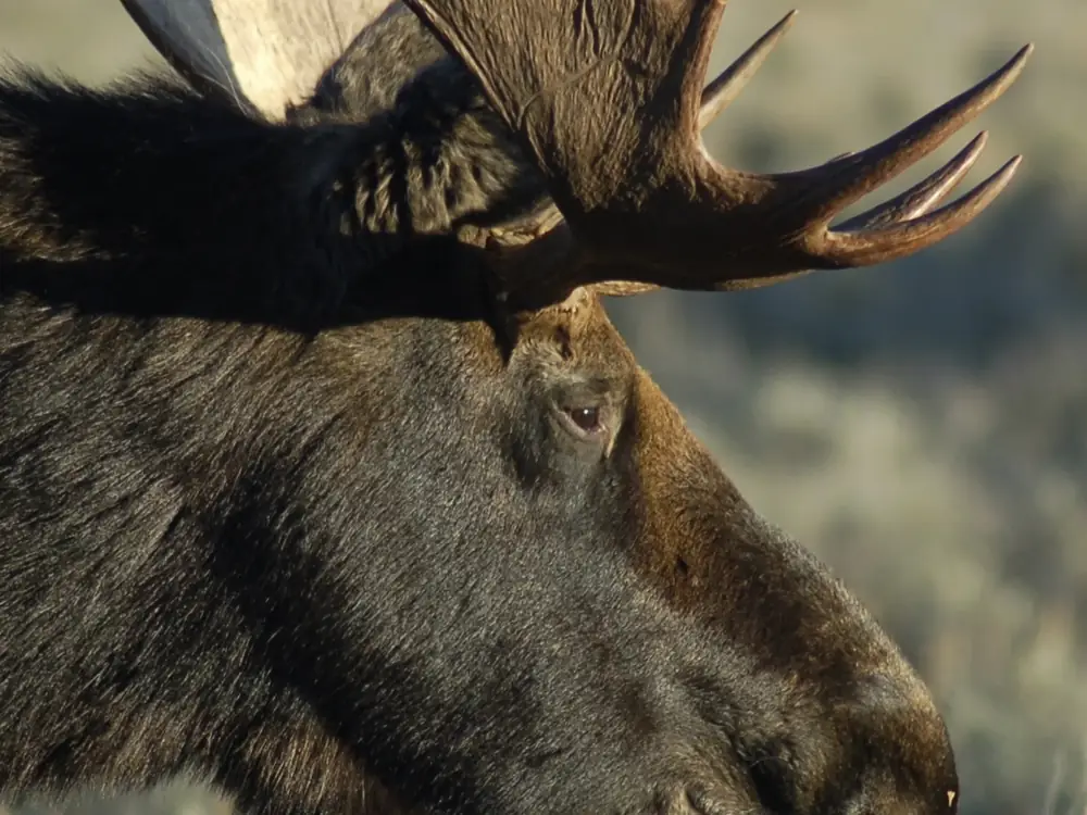 Close-up of a moose head in profile and large palmate antlers with multiple tines in Jackson Hole.