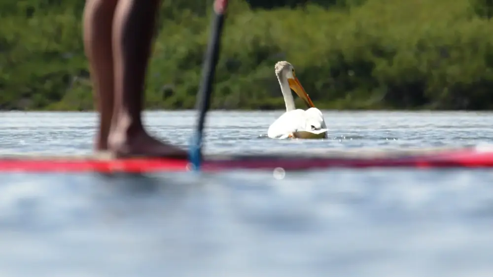 White pelican floating on water and pelican has an orange bill in Jackson Hole.