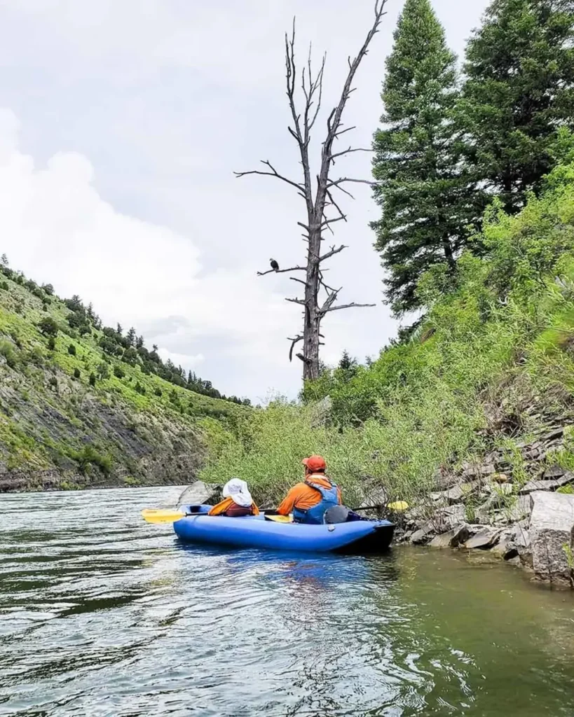 Bald eagle in flight and eagle with wings spread in Jackson Hole.