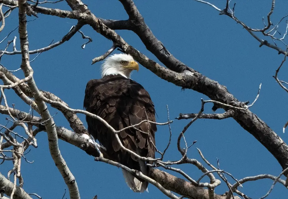 Bald eagle perched in a tree at Dead Man Point on Jackson Lake in Grand Teton National Park.