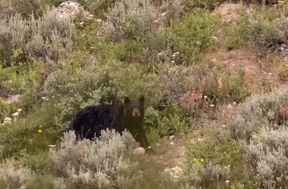 Black bear in wildflowers on Elk Island, Jackson Lake in Grand Teton National Park.
