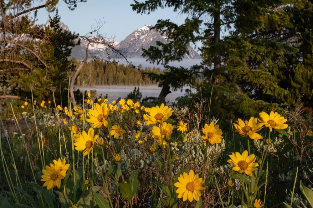 Yellow balsamroot wildflowers with Teton peaks across Jackson Lake from Spalding Bay camp.