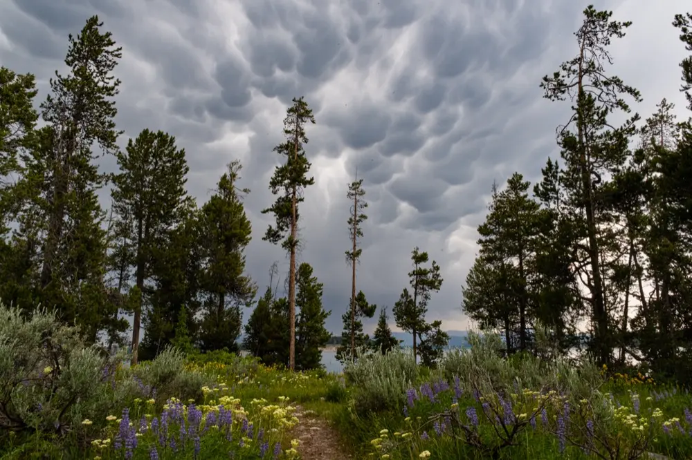 Purple lupines and dramatic clouds over the trail at Spalding Bay camp.